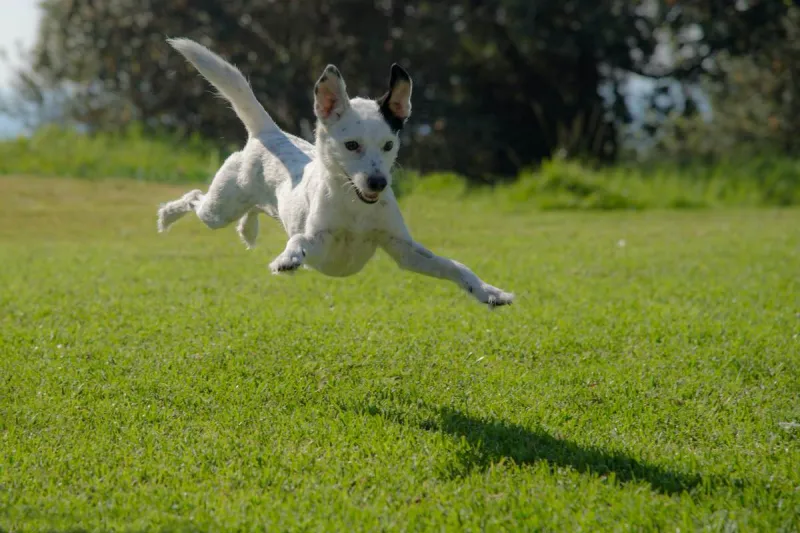 We Audited One Year of Dog Spending and Found Out Every Zoomie Costs $4.12