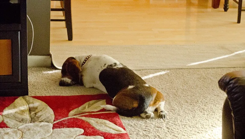 Nineteen Hours of Bliss: A Month Inside the Nap Empire of One Basset Hound