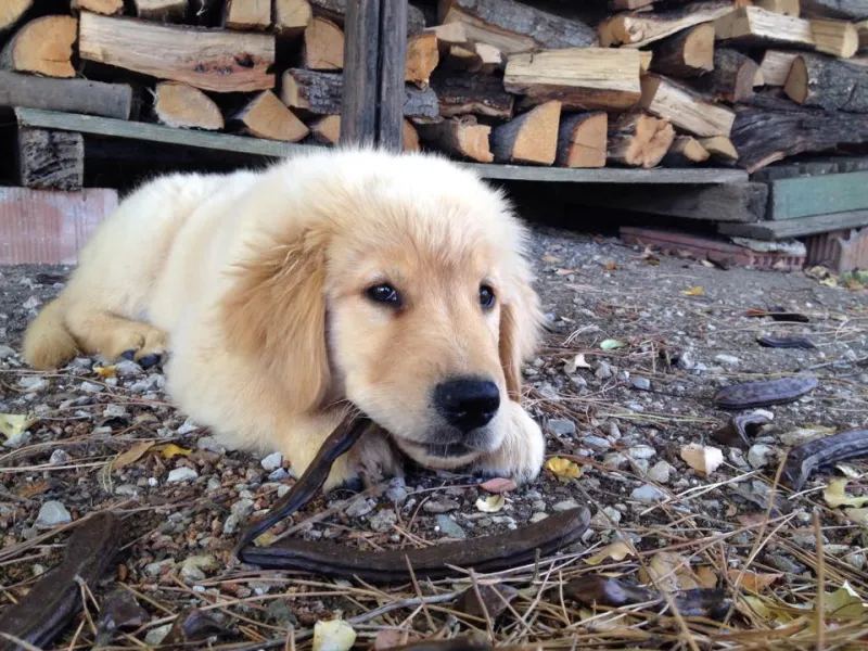 30 Days of Chaos: We Destroyed 8 Dog Toys So You Don't Have To