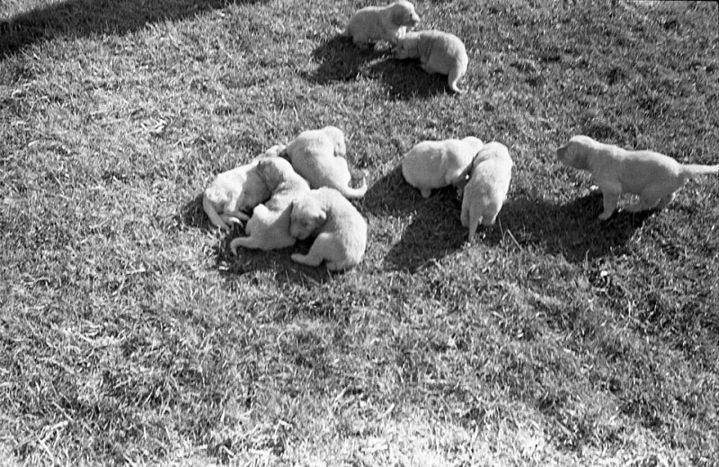 Minutes From the Canine HOA: Slobber Stains, Hydrant Politics, and One Golden Retriever's Formal Grievance