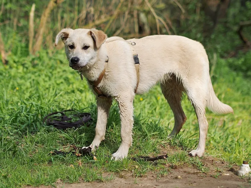 From Mild Grudge to Full Shakespearean Tragedy: Bath Time Drama, Ranked by Breed