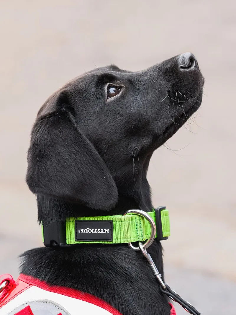 Operation Gravy Train: How I Outsmarted My Dog Before Thanksgiving Dinner (Barely)