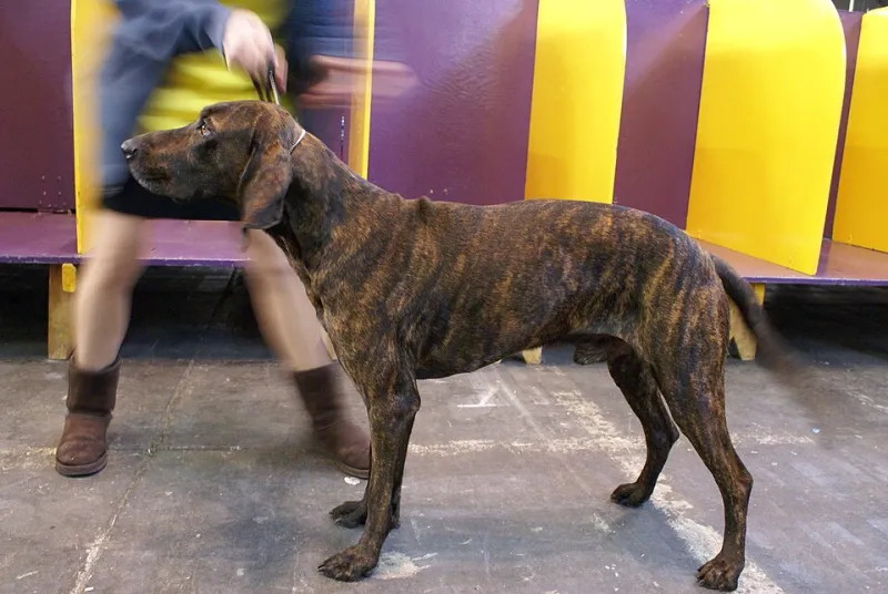 Right Wag, Wrong Vibes: The Tail Signal Everyone at the Dog Park Is Getting Wrong