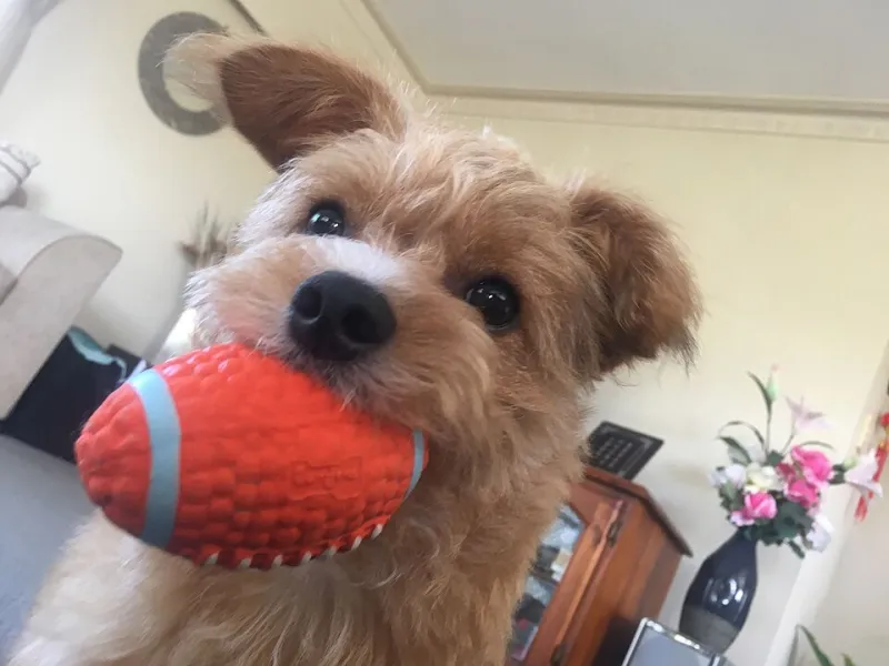 Case File: Who Really Killed the Squeaker? We Put 12 Toys on Trial