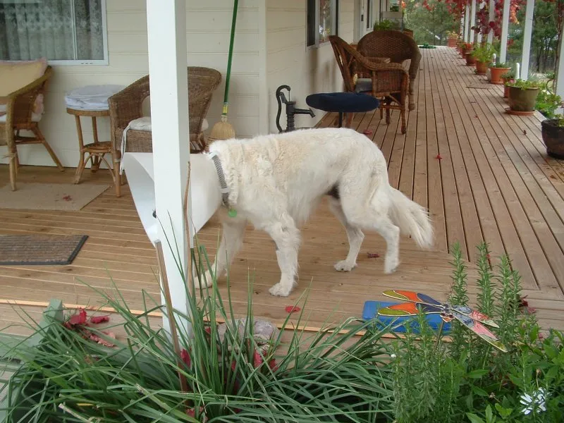 Squirrel Analytics Manager: We Ran the Background Checks on Your Dog's Dream Career