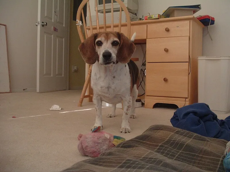Beagles Ignoring Cheese and Other Fairy Tales: Trainers Spill on Impossible Requests